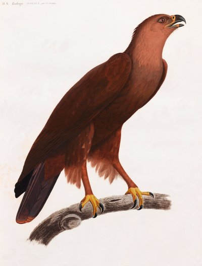 Ilustración a página completa en color de un pájaro marrón en una rama de Unbekannt