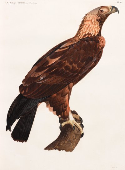 Ilustración a página completa en color de un águila de Unbekannt