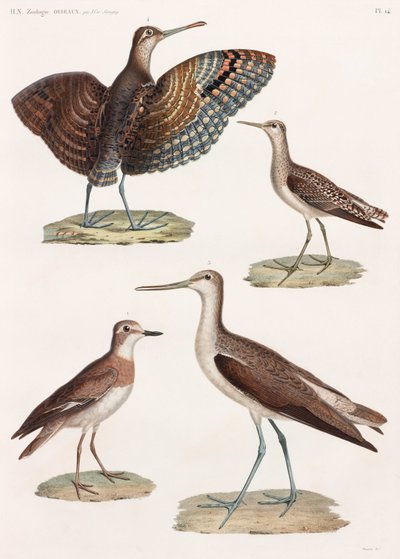 Serie de ilustraciones a color de pájaros en página completa de Unbekannt