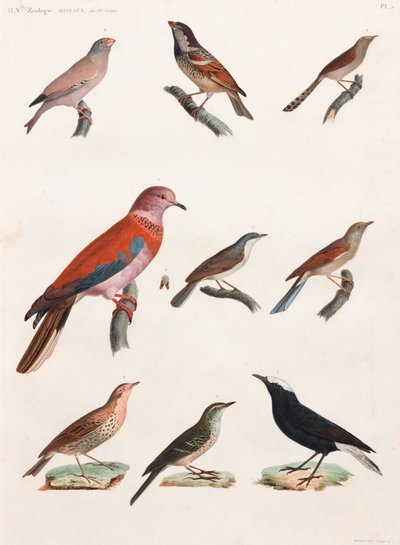 Serie de ilustraciones en color de pájaros de Unbekannt