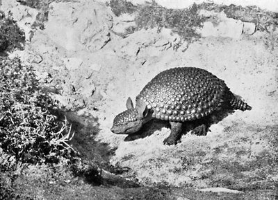 Un glyptodon, siglo XX de Unbekannt