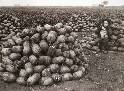Una niña pequeña con montones de nabos cosechados, cerca de Landskrona, Suecia, 1910 de Unbekannt