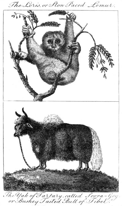 Un loris y un yak, 1799 de Unbekannt