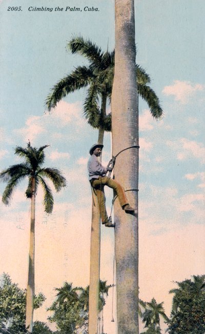 Un hombre trepando a una palmera, Cuba, 1911 de Unbekannt