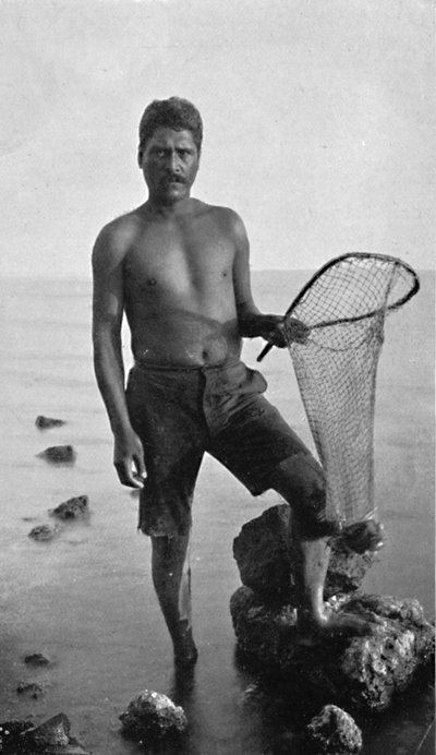 Un pescador de camarones nativo, Hawái, con su red, 1902 de Unbekannt