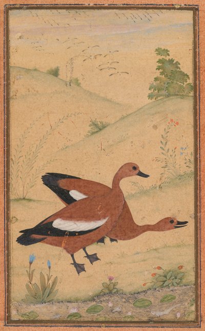 Un par de patos Brahminy, c. 1595, bordes añadidos probablemente en 1800s de Unbekannt