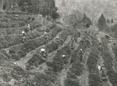Una plantación de té fuera de la ciudad, Kobe, Japón, 1895 de Unbekannt