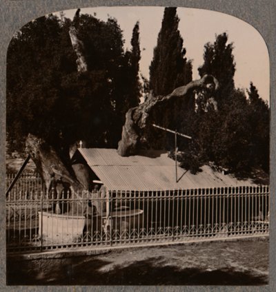 Roble de Abraham cerca de Hebrón, c. 1900 de Unbekannt