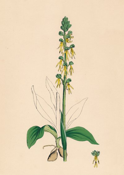 Aceras anthropophora. Orquídea hombre de Unbekannt