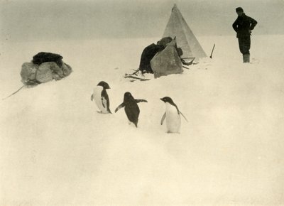 Pingüinos Adelia visitan un campamento, c1908 de Unbekannt
