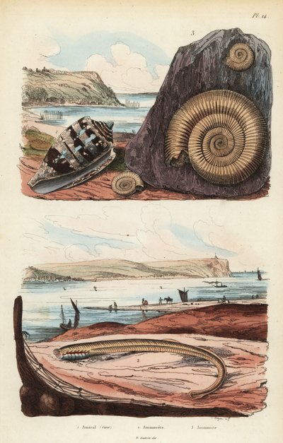 Cono almirante, Conus ammiralis 1, ammocete o etapa larval de lamprea, Petromyzon marinus 2, y fósil de molusco amonita extinto 3 de Unbekannt