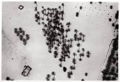 Vista aérea de sombras de palmeras en el desierto árabe, desde un Zeppelin, 1931 de Unbekannt