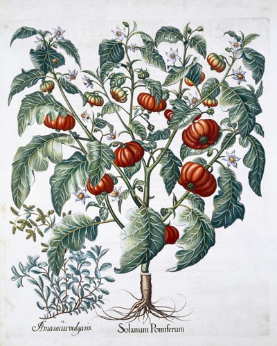Plantas de tomate africano y mejorana de Unbekannt