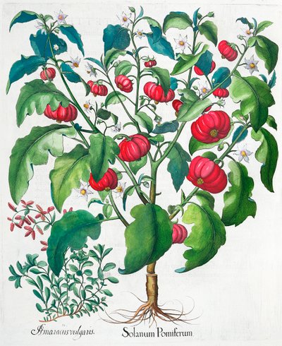Plantas de tomate africano y mejorana de Unbekannt