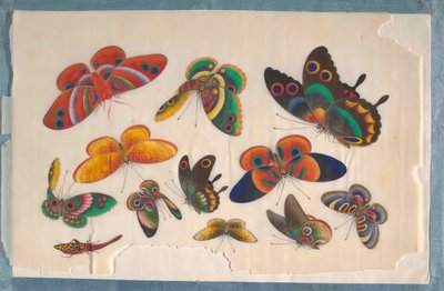 Álbum que contiene doce pinturas de insectos, siglo XIX de Unbekannt