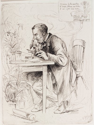 Alexander Dickson, botánico de Unbekannt