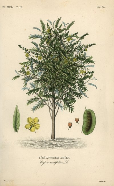 Senna alexandrina, Cassia acutifolia, Sene a feuilles aigues de Unbekannt