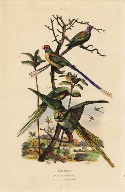 Perico alejandrino, Psittacula eupatria, y perico de cola larga, Psittacula longicauda de Unbekannt
