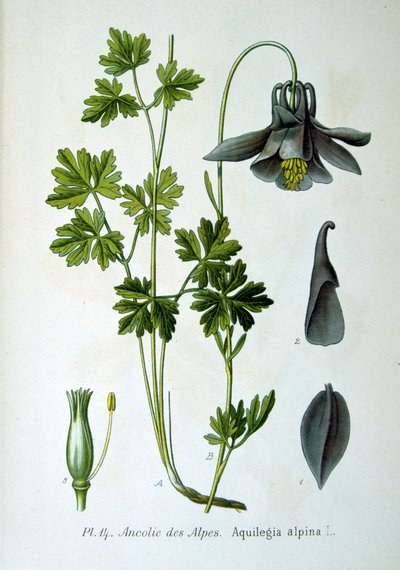Columbina alpina, 1893 de Unbekannt