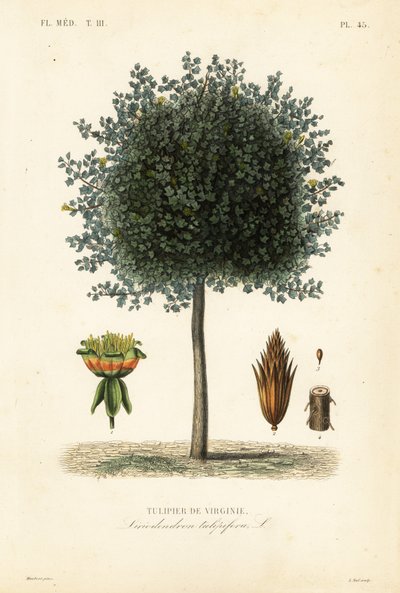 Árbol de tulipán americano, Liriodendron tulipifera de Unbekannt