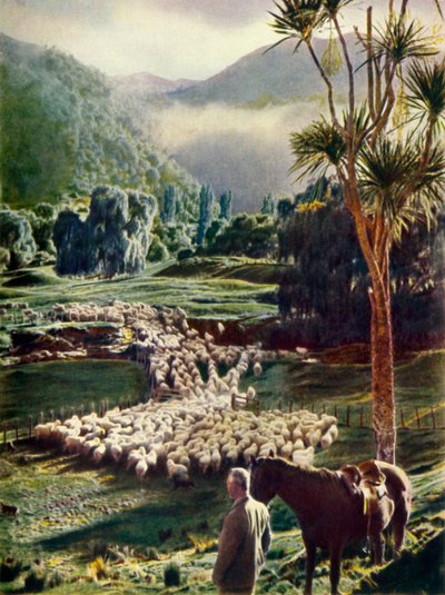 Entre las bellezas de las granjas de ovejas de Nueva Zelanda, c1948 de Unbekannt