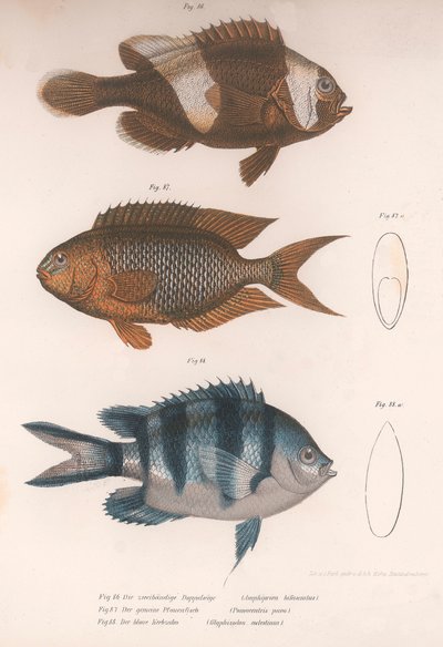 Amphiprion bifasciatus. Pomacentris pavo. Glyphisodo, c.1850s de Unbekannt
