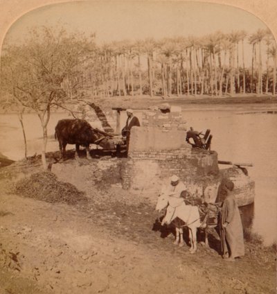 Una Sakiyeh egipcia, dibujando agua del Nilo para riego, Egipto, 1896 de Unbekannt