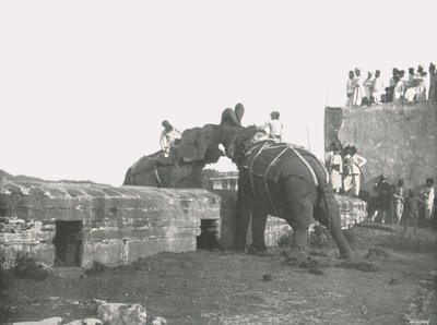 Una pelea de elefantes, Hyderabad, India, 1895 de Unbekannt