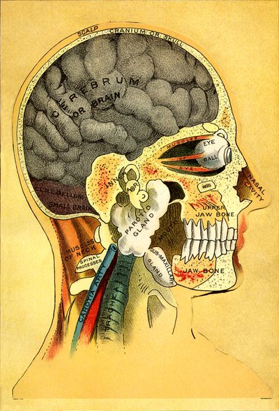 Carta anatómica, la cabeza 1905 de Unbekannt