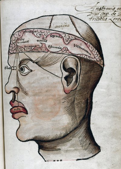 Anatomía siglo XVI: corte del cerebro, para el estudio de la localización de las diferentes funciones cerebrales y de los órganos de la cabeza que están relacionados de Unbekannt