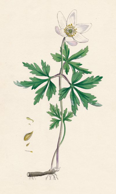 Anémona nemorosa. Anémona de bosque de Unbekannt