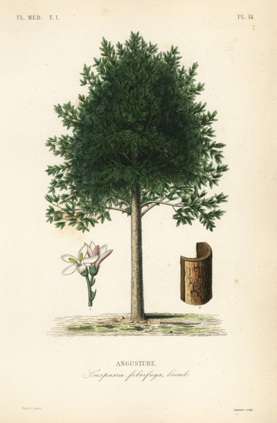 Angostura trifoliata, Cusparia febrifuga de Unbekannt