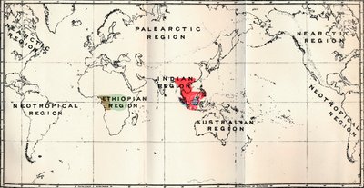 Anthropoidea - Hylobates Rojo, Simia Azul, Gorila Marrón, Anthropopithecus Verde, 1897 de Unbekannt