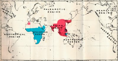 Antropoidea - VI. Mapa de distribución de varias especies Azul y Macaco Rojo, 1897 de Unbekannt