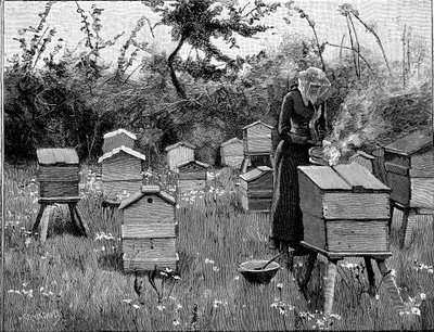 Colmenar de colmenas de madera, Lismore, Irlanda, 1890 de Unbekannt