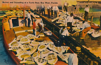 Llegada y descarga de un barco tortuga, Key West, Florida de Unbekannt