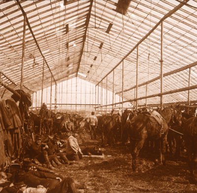 Caballos de artillería, c1914-c1918 de Unbekannt