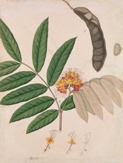 Flor, hojas, vaina y semilla del árbol Ashoka, primera mitad del siglo XIX de Unbekannt