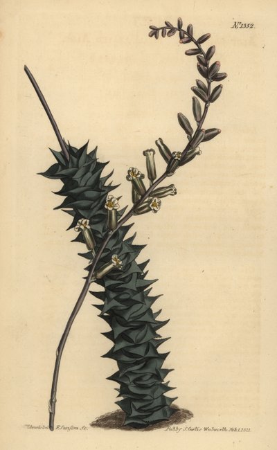 Astroloba foliolosa de Unbekannt
