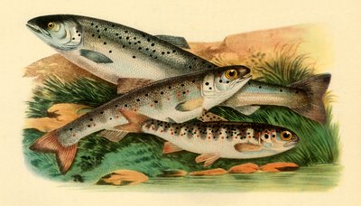 Salmón atlántico - Grilse, Smolt y Parr de Unbekannt