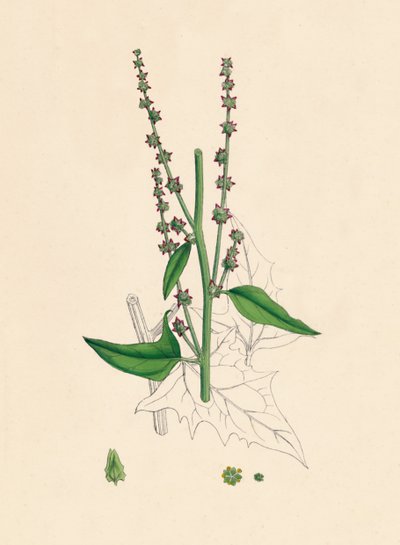 Atriplex Smithii. Orache de Smith, siglo XIX de Unbekannt