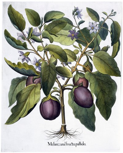 Berenjena, 1613 de Unbekannt