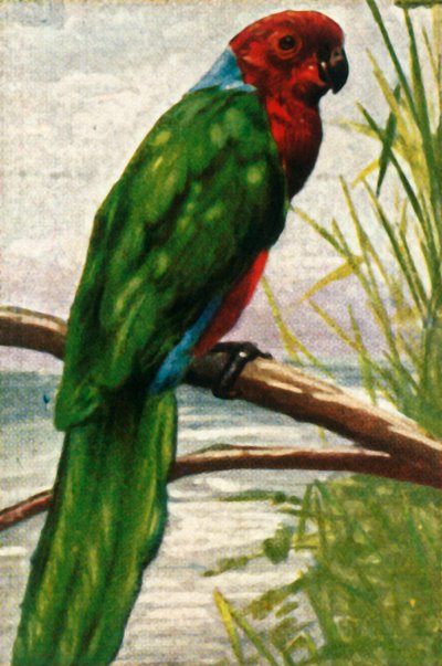 Perico austral, c1928 de Unbekannt