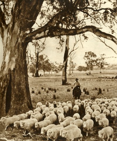 Australia - Un conductor con algunas de sus cargas en una estación de ovejas en el Estado de Victoria, c1948 de Unbekannt