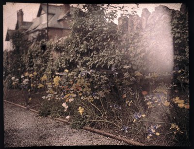 Autocromo de flores, c 1908 de Unbekannt