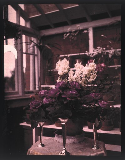 Autocromo de rosas rosadas en un jarrón de plata en un invernadero, c 1910 de Unbekannt