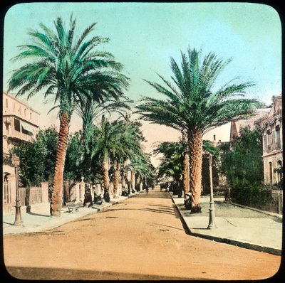Avenida de Palmas, Hyeres, Francia de Unbekannt