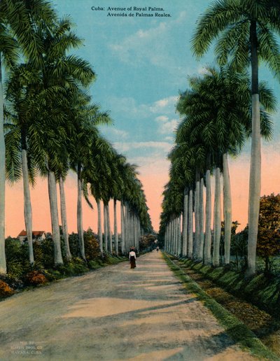 Avenida de palmas reales, Cuba, c. 1920 de Unbekannt