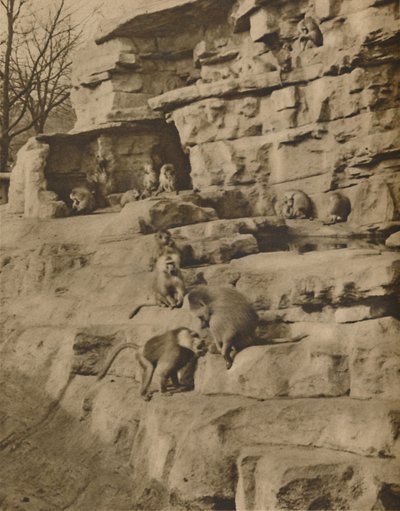Babuinos en su entorno natural en la Colina de los Monos, c1935 de Unbekannt