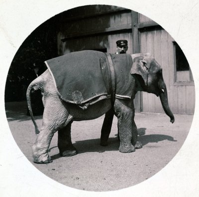 Elefante bebé en el zoológico de Unbekannt
